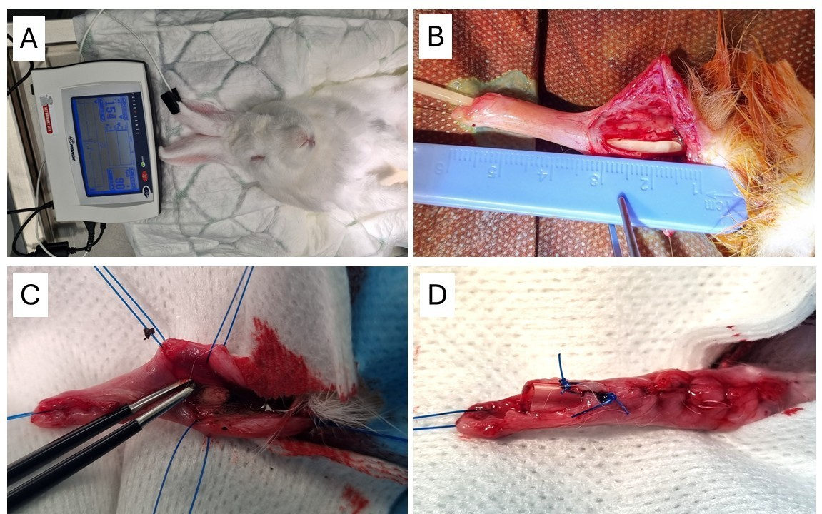 The mouse was securely scruffed to prevent it from moving its head. The autoclaved oral swab was gently inserted at an angle into the oral cavity of  the animal to collect the sample from the inside of  the cheek