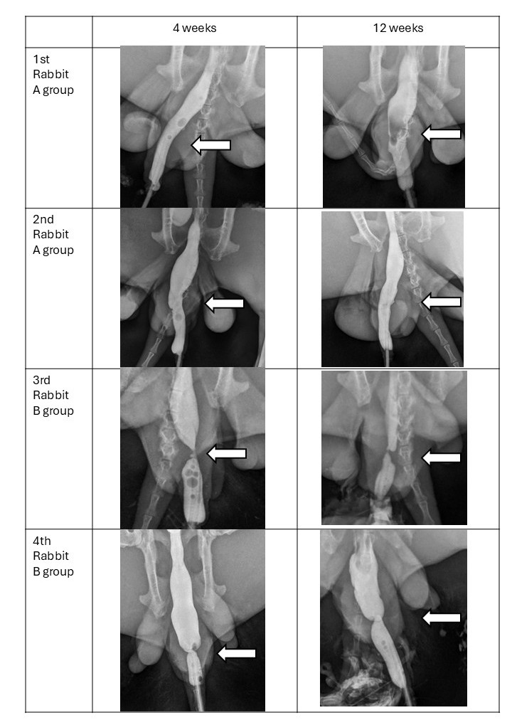 Urethrograms, performed on all 4 rabbits, 4 and 12 weeks after surgery, with Urographin 38% solution instilled. Arrows indicate the surgical site.