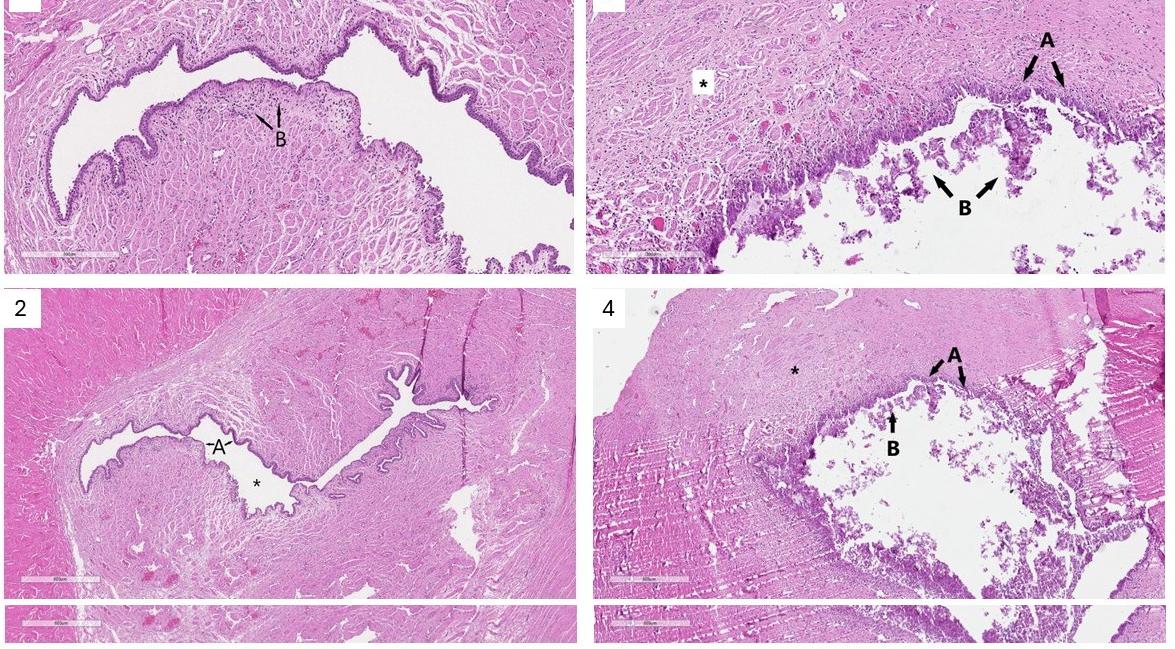  Histology. 3.1 – Rabbit 1, group A. Minimal neutrophil infiltration in the subepithelial stroma (B) (10x). 3.2 – Rabbit 1, group A. Urethra covered by normal urothelium (A), normal lumen (asterisk) (4x). 3.3 – Rabbit 4, group B – urethra covered by partially damaged urothelium (A), extensive inflammatory infiltration in the lumen (B) and perifocal fibrosis in the urethral wall (asterisk) (10x). 3.4 – Rabbit 4, group B. Image of  the specimen at 4x magnification.