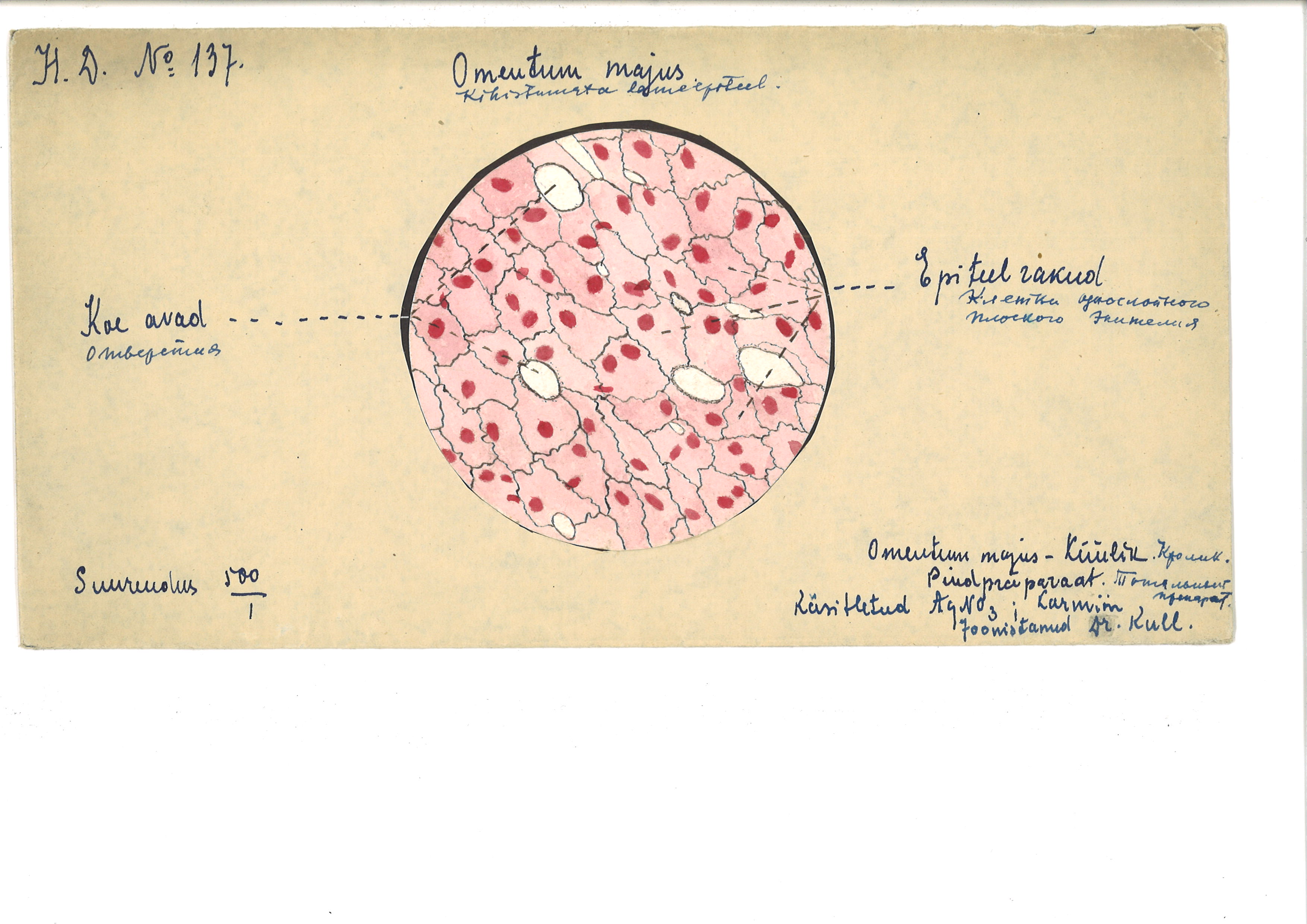 Kaanepilt: Dr Harry Kulli mikroskoobijoonistus lameepiteelist (ÜAM 1801_126Ar)